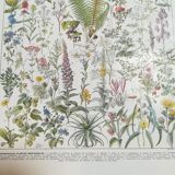 Lithograph on medicinal plants from 1928 (absinthe)