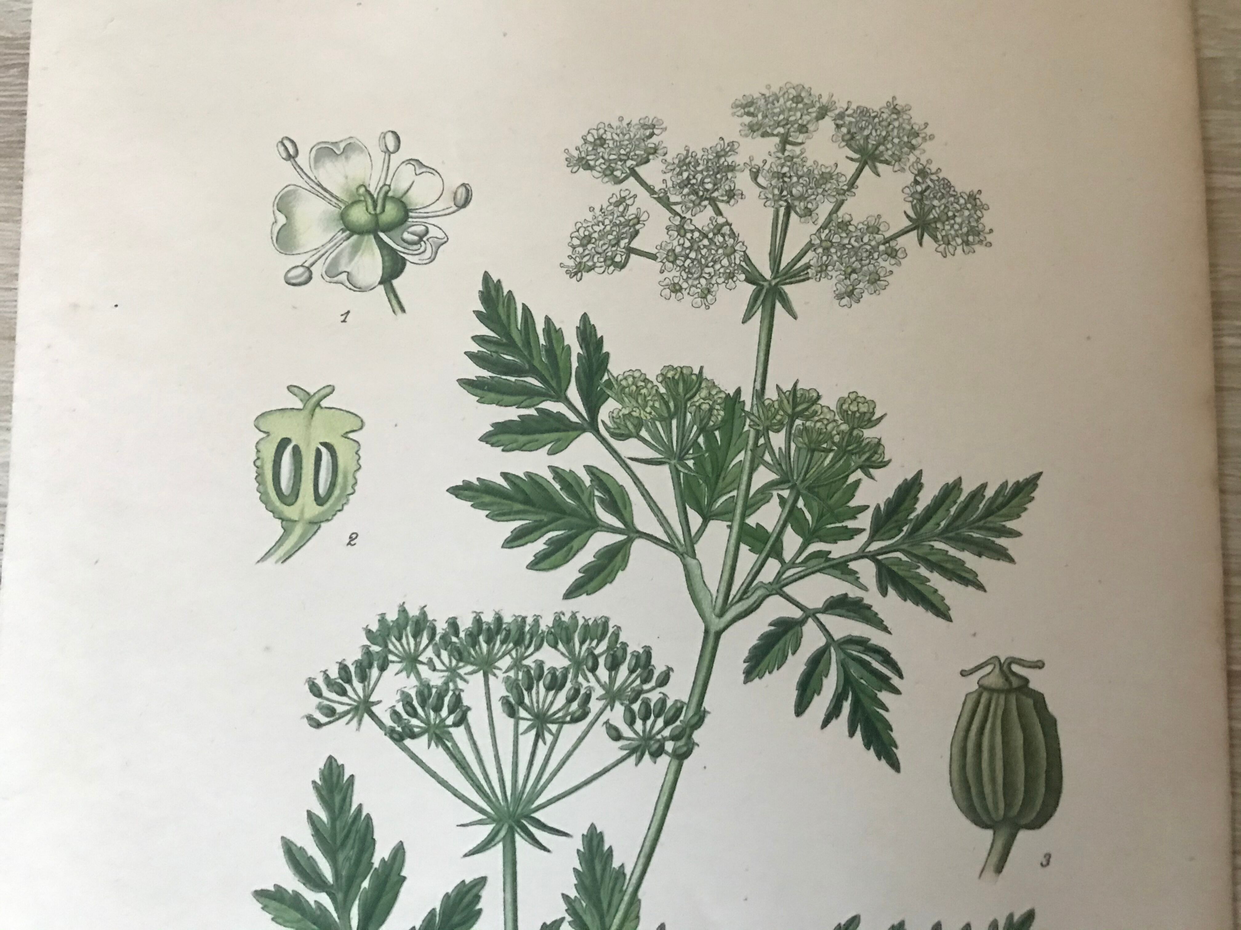 Ancient botanical boards