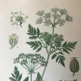 Ancient botanical boards