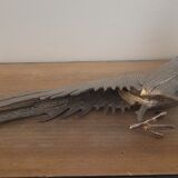 Couple of pheasant roosters