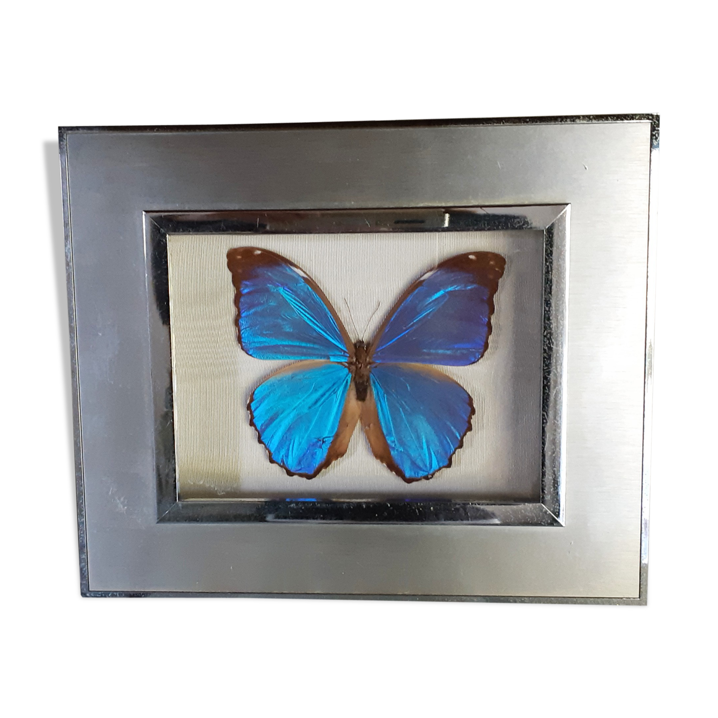 Guyanne Morpho naturalized butterfly