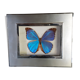Guyanne Morpho naturalized butterfly