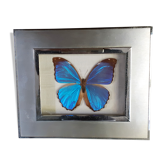 Guyanne Morpho naturalized butterfly
