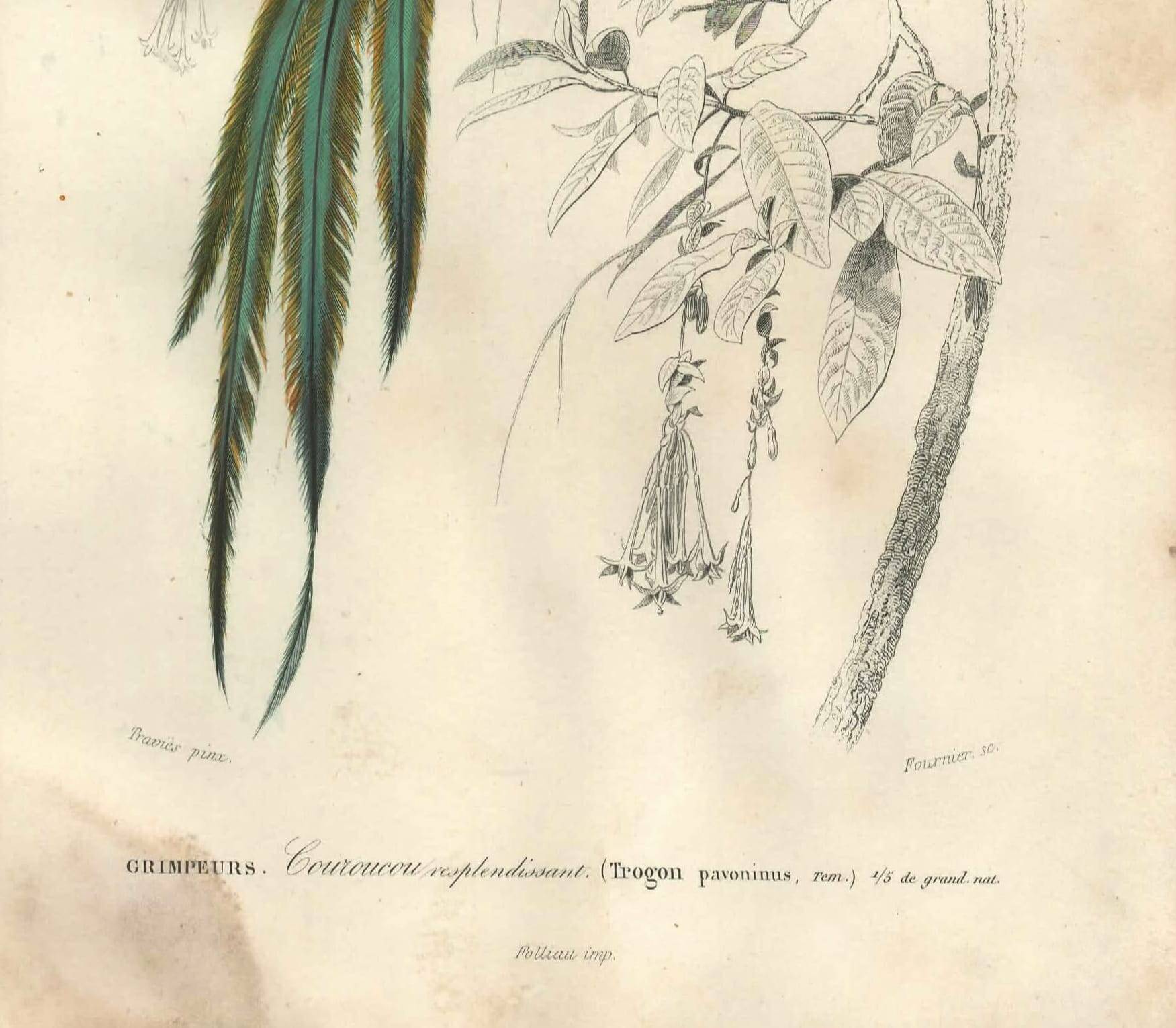 Planche ancienne 1849 - Couroucou par E.Travies - Gravure oiseaux naturel