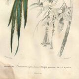 Planche ancienne 1849 - Couroucou par E.Travies - Gravure oiseaux naturel