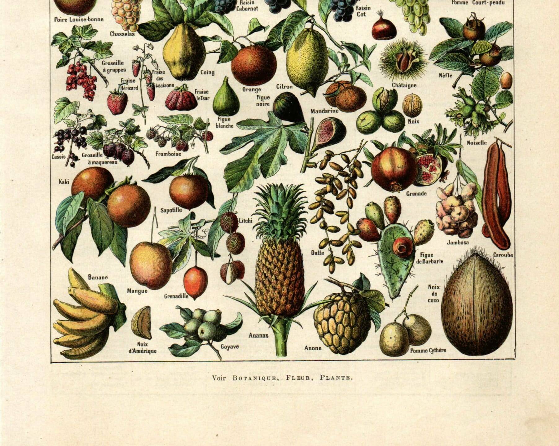 Gravure ancienne de 1923 - Fruits du monde - planche
