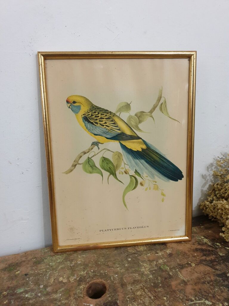Table Bird illustration - Parakeet Flaveolus