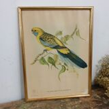 Table Bird illustration - Parakeet Flaveolus