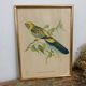 Table Bird illustration - Parakeet Flaveolus