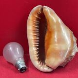 Shell: conch? reunion island - 18 x 12 x 12 cm