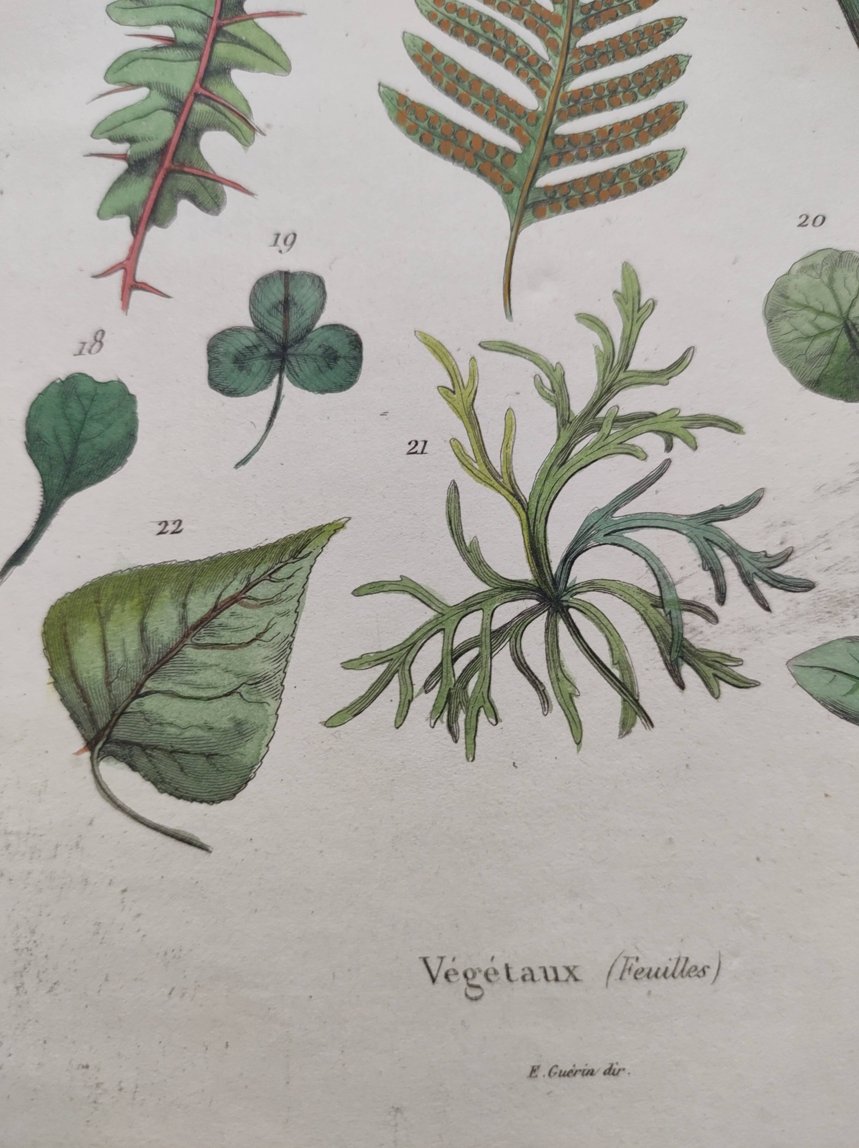 Botanical plate - plant leaves - Old hand-colored engraving from 1839