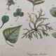 Botanical plate - plant leaves - Old hand-colored engraving from 1839