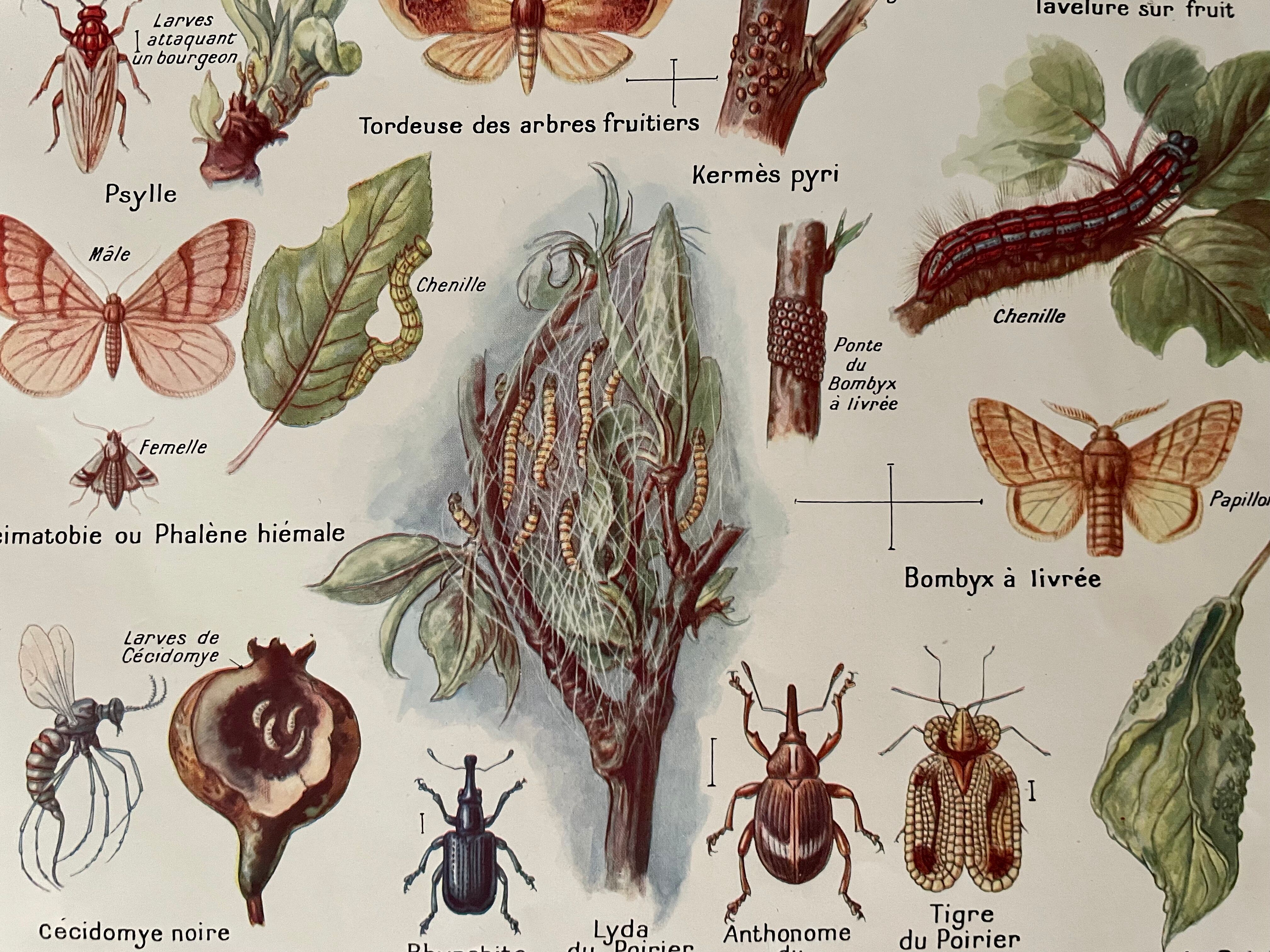 Lithographie sur le poirier de 1921