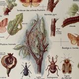 Lithograph on the pear tree of 1921