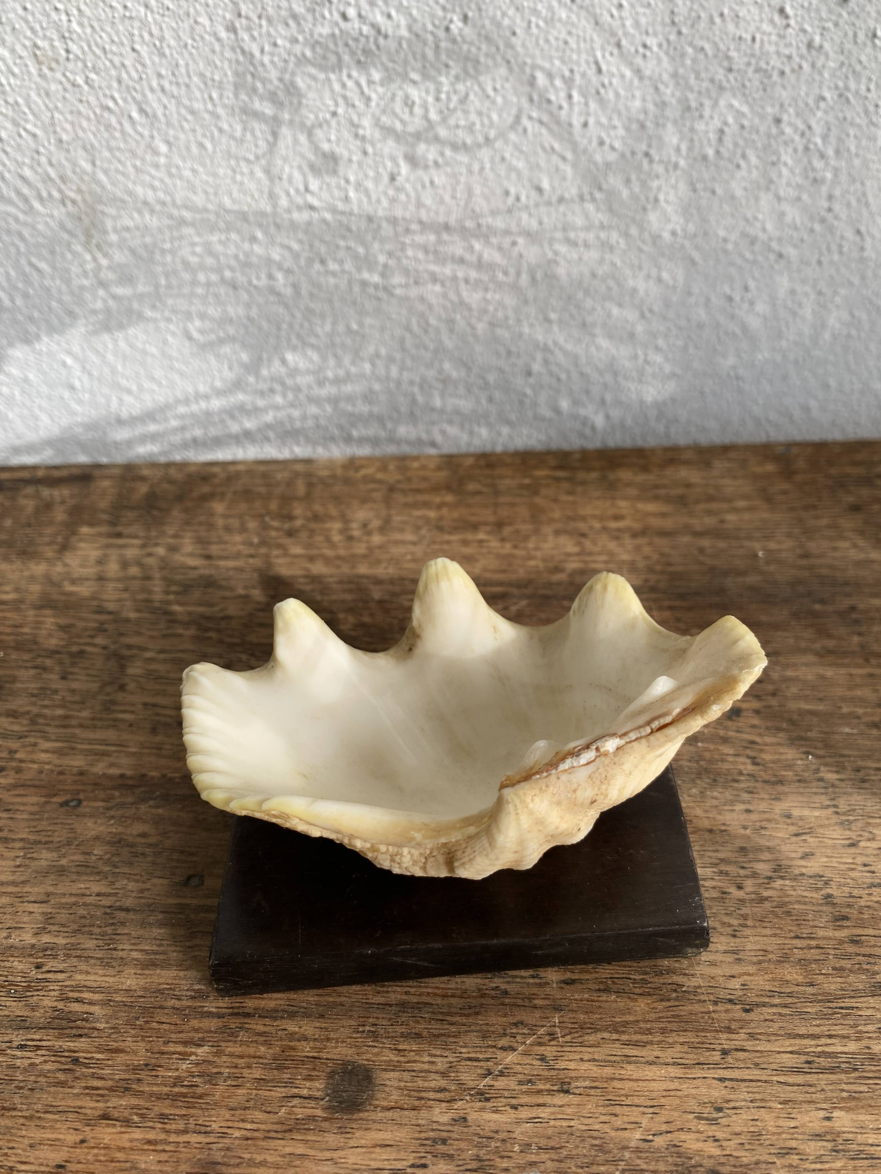 Shell on base, cabinet of curiosities