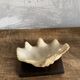 Shell on base, cabinet of curiosities