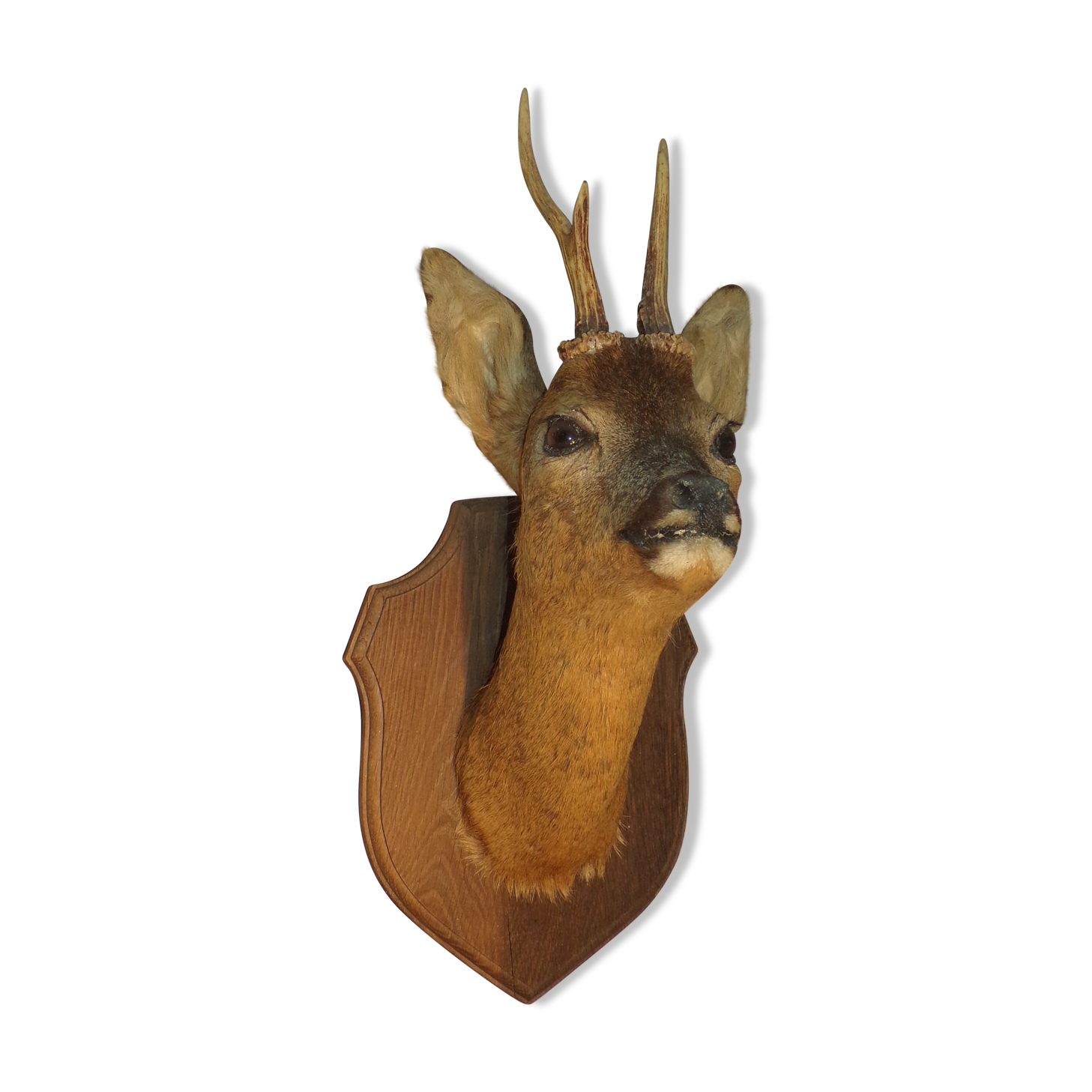 Deer head naturalized