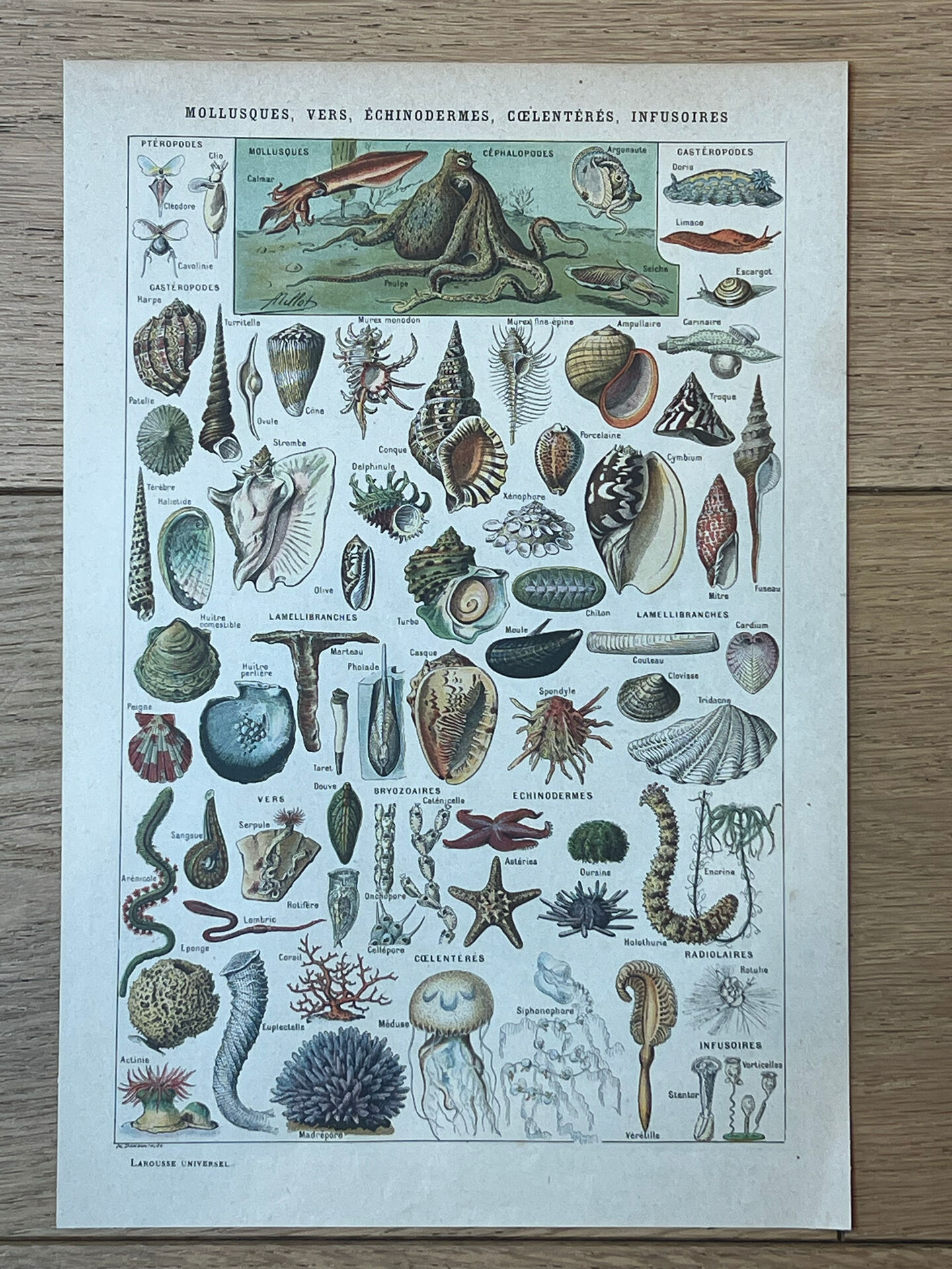 Botanical plate 1927, 18.5x27.5cm