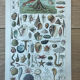Botanical plate 1927, 18.5x27.5cm