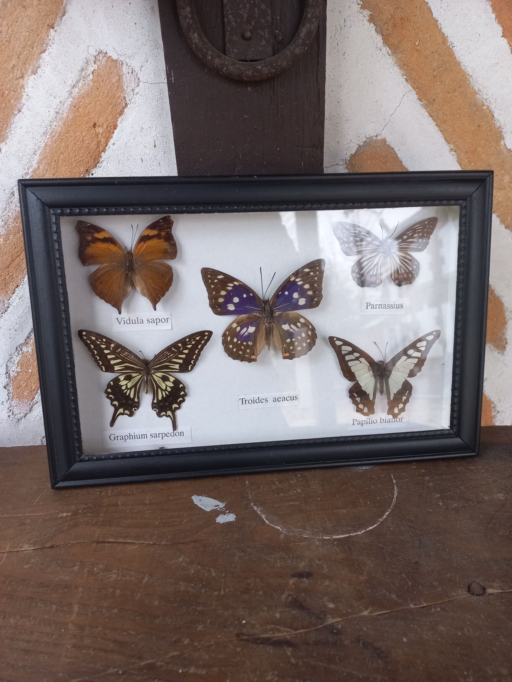 Showcase frame 5 stuffed butterflies