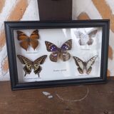 Showcase frame 5 stuffed butterflies