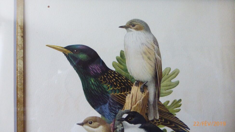 Birds - collection Hepatior No. 18