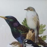 Birds - collection Hepatior No. 18