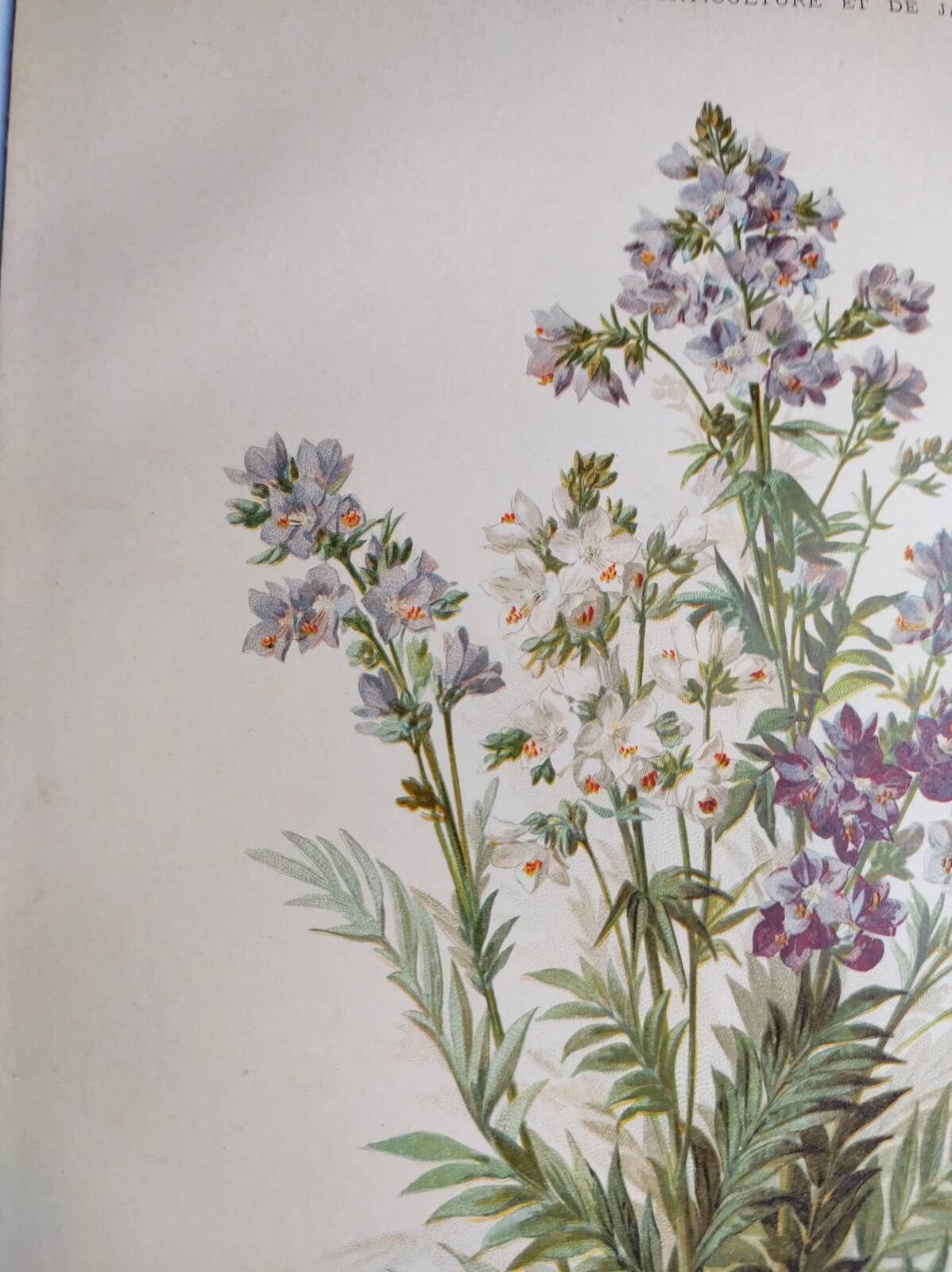 Planche botanique de 1897 - Polémoine Bleue - Gravure originale de fleur de Clemencet