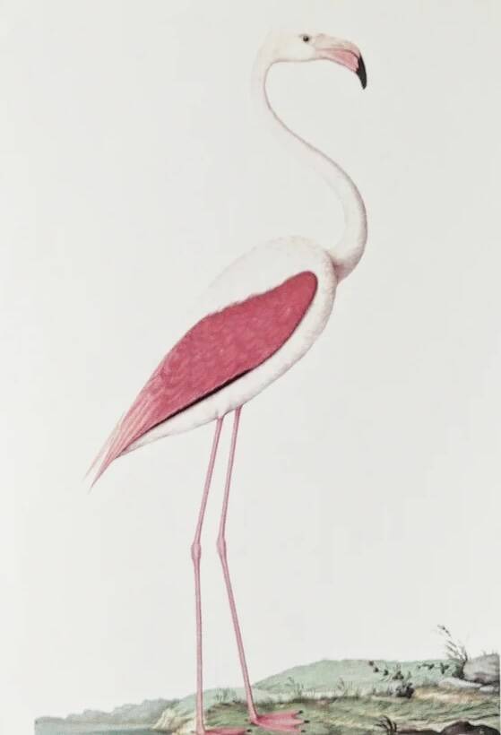Planches de bestiaire muséum d'histoire naturelle Flamant rose