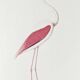 Planches de bestiaire muséum d'histoire naturelle Flamant rose
