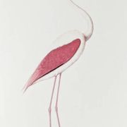 Plates of the bestiary from the Natural History Museum Pink Flamingo