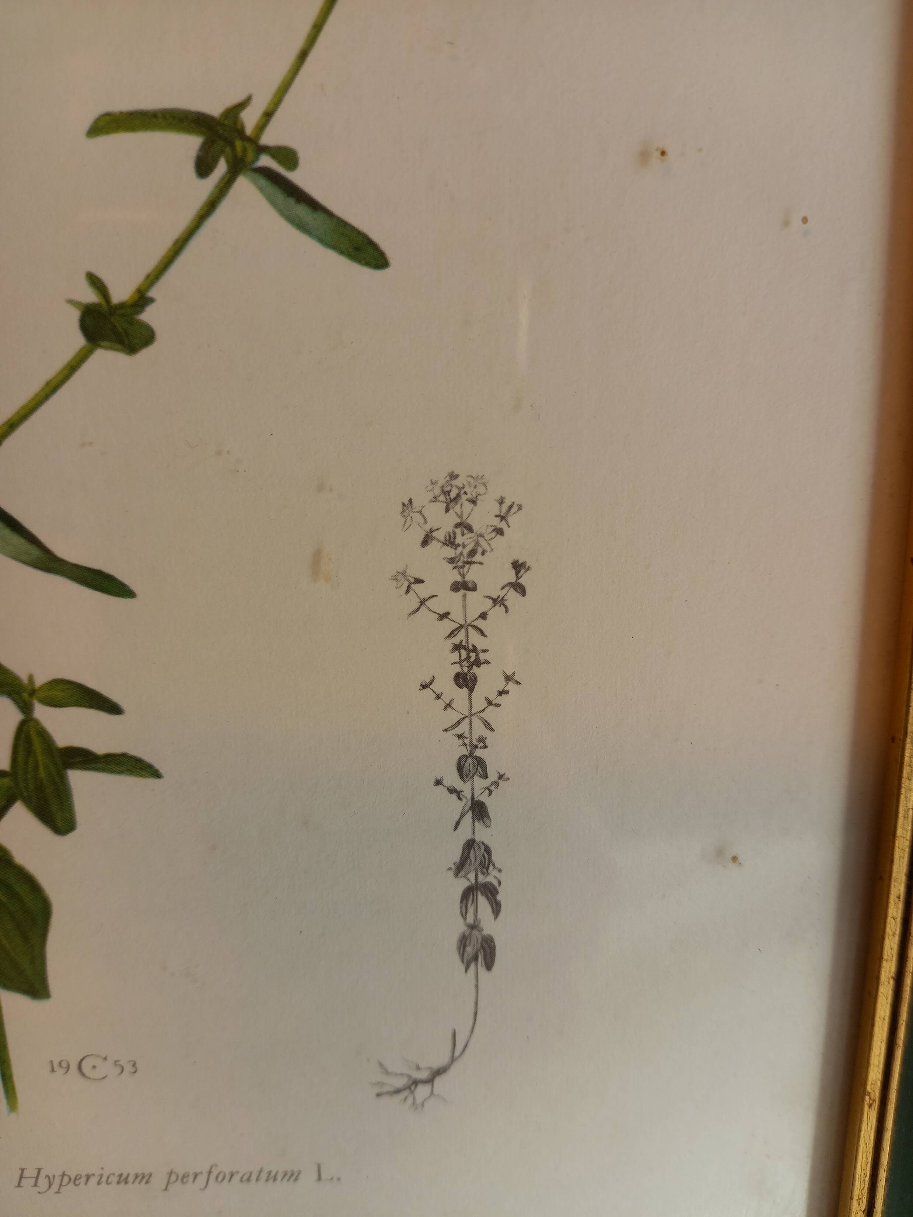 Two botanical drawings