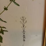 Two botanical drawings
