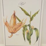 Botanical plate – Louis Pariente, 1986