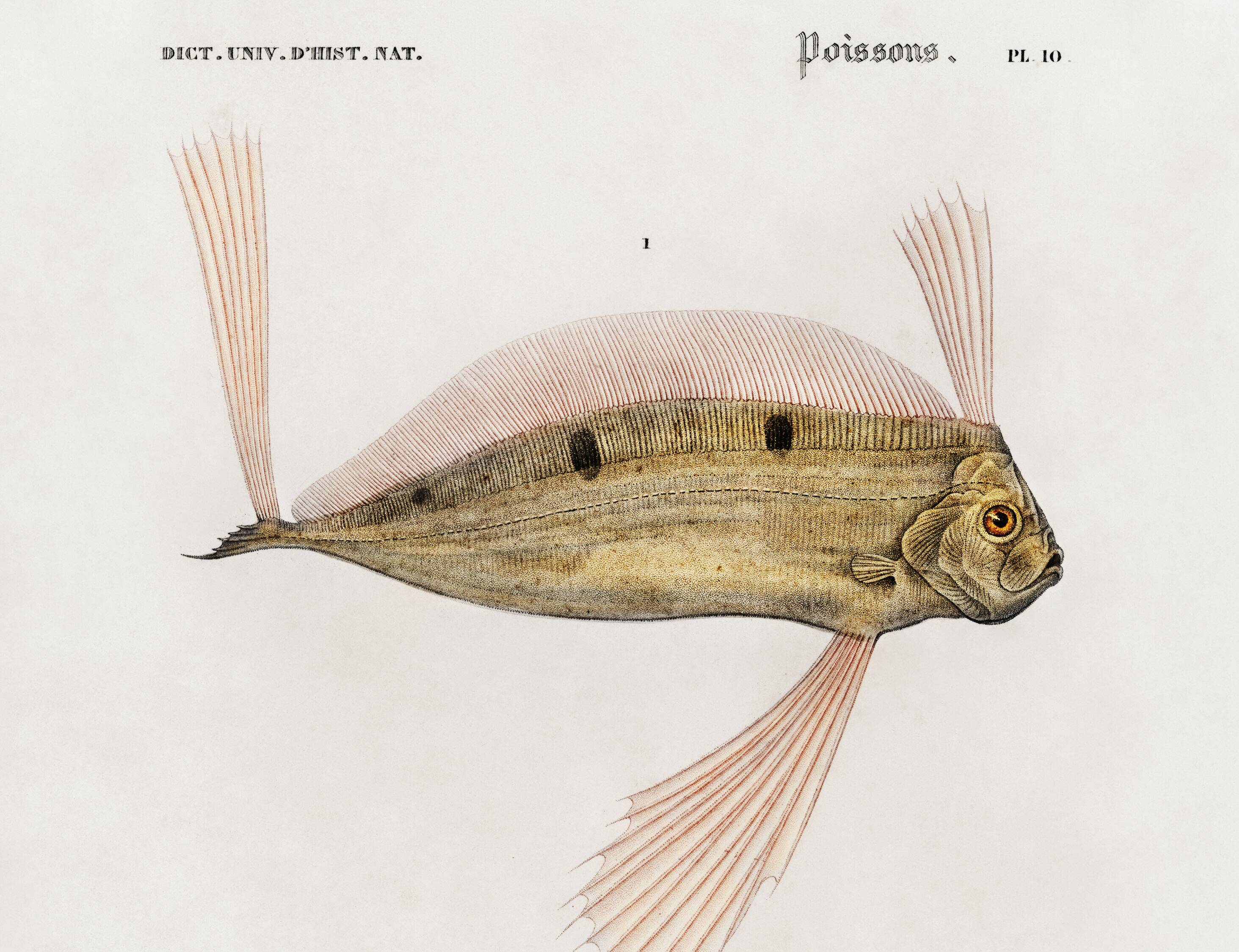Affiche sur le poisson ruban, d’après une gravure ancienne de 1849.