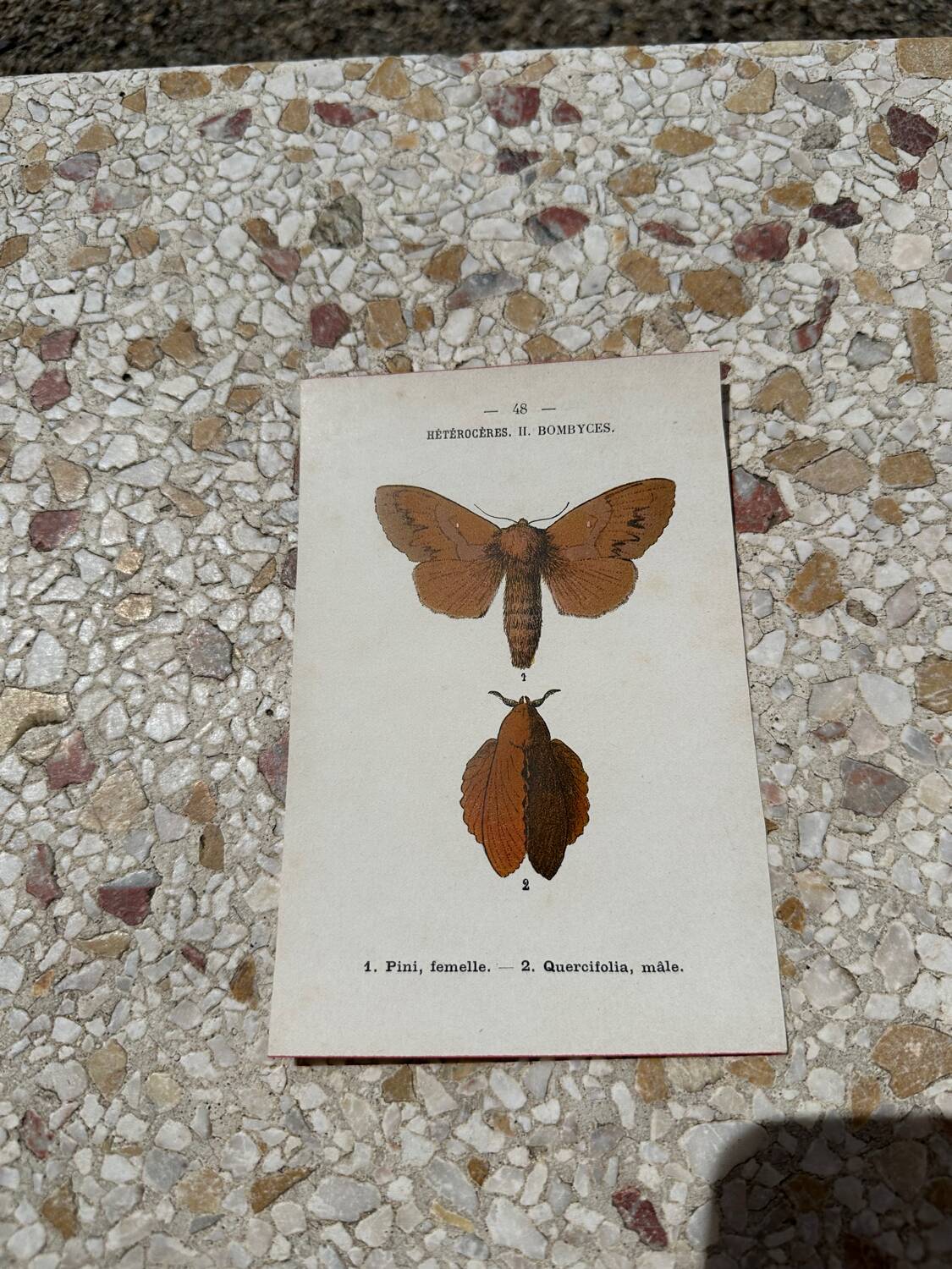 Botanical plate engraving naturalizes old old butterfly 1903