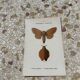 Botanical plate engraving naturalizes old old butterfly 1903