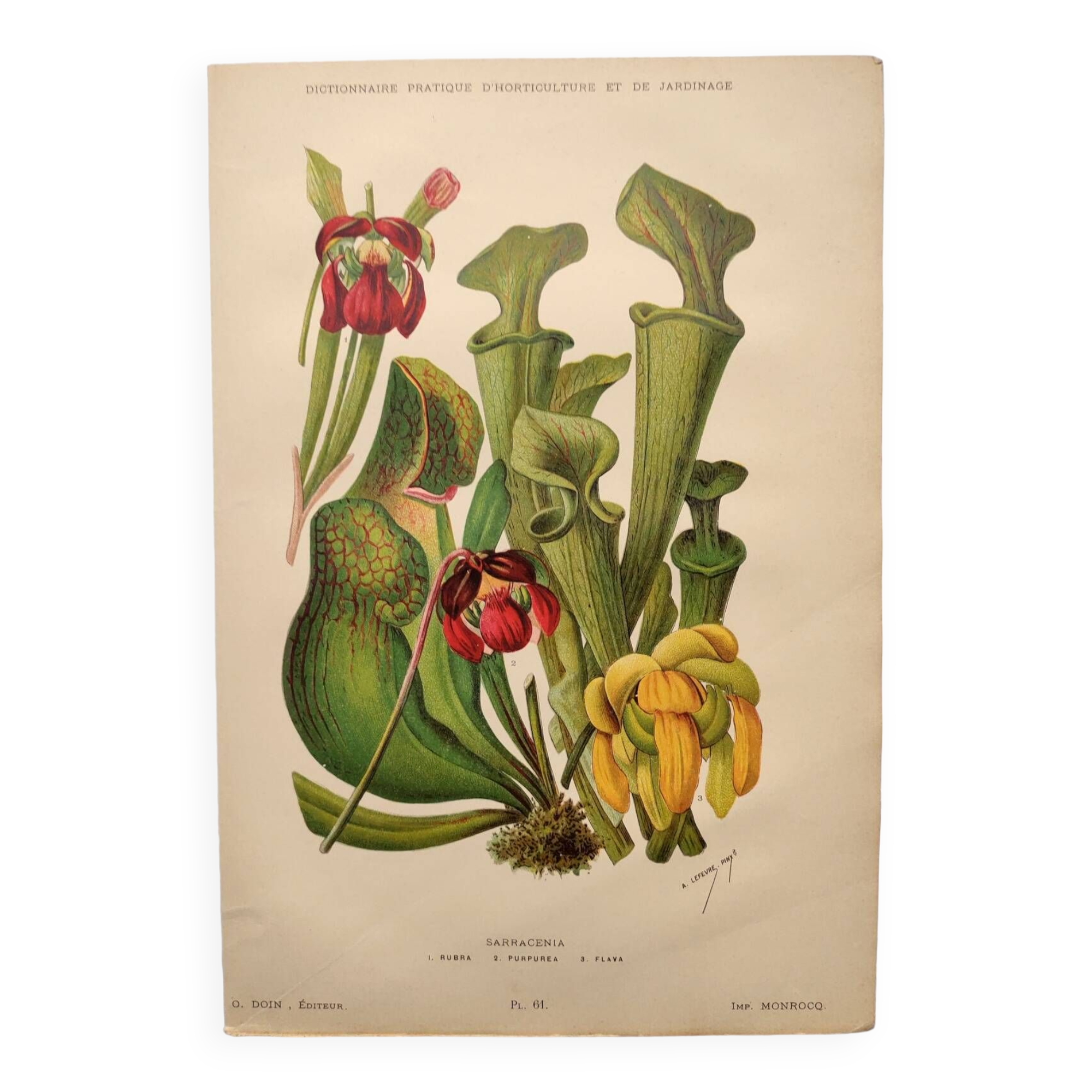 Botanical engraving from 1897 - drawing of Sarracenia - original old flower plate by A.Lefevre