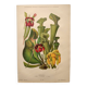 Botanical engraving from 1897 - drawing of Sarracenia - original old flower plate by A.Lefevre