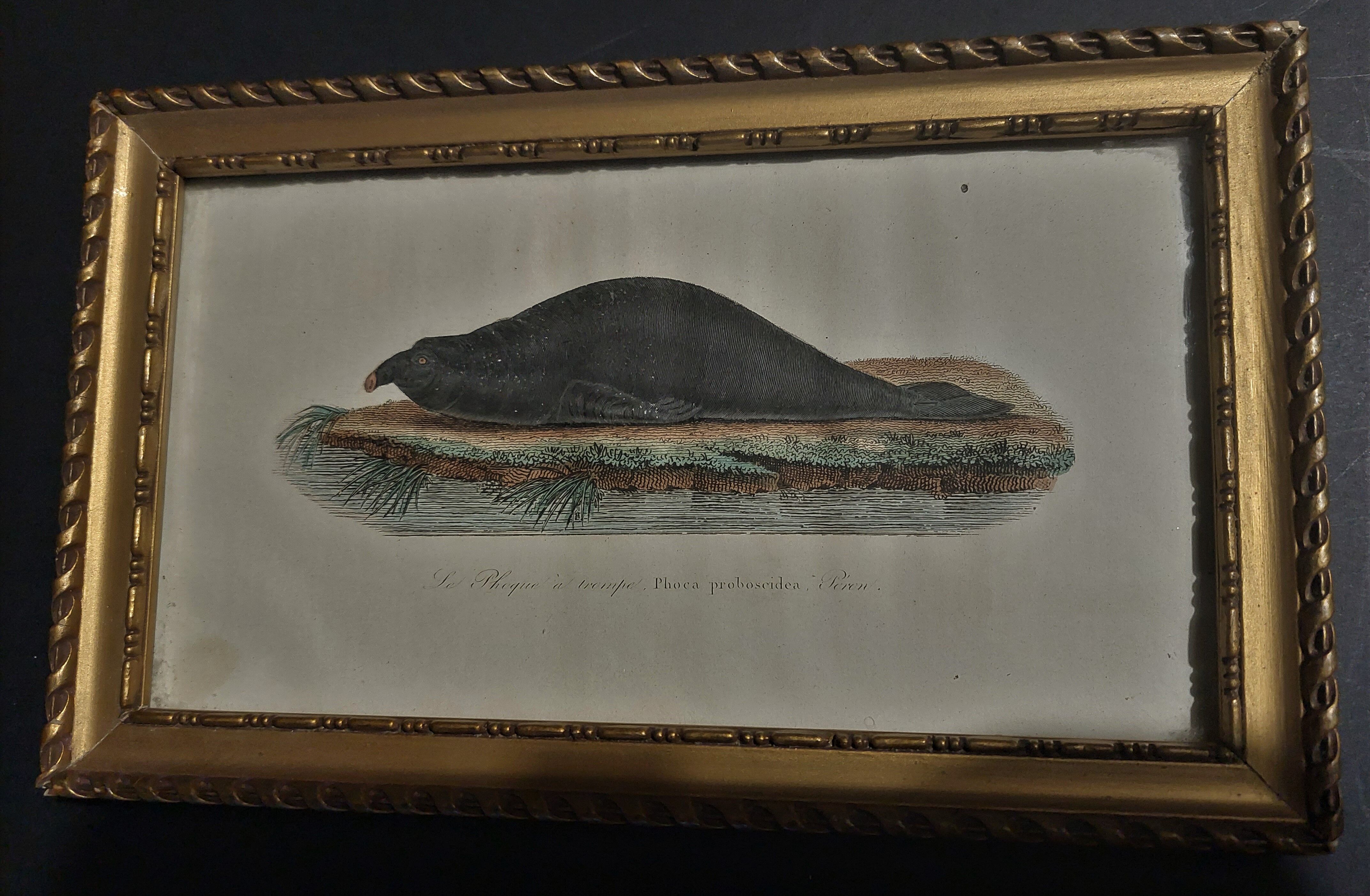 Animal engraving XIXth framed