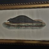 Animal engraving XIXth framed