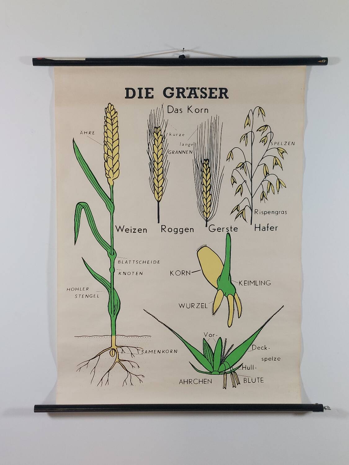 Vintage educational wall hanging roll chart biology plants botanic