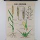 Vintage educational wall hanging roll chart biology plants botanic
