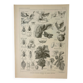 Gravure ancienne 1922, Insectes "nuisibles" aux arbres fruitiers • Lithographie, Planche originale