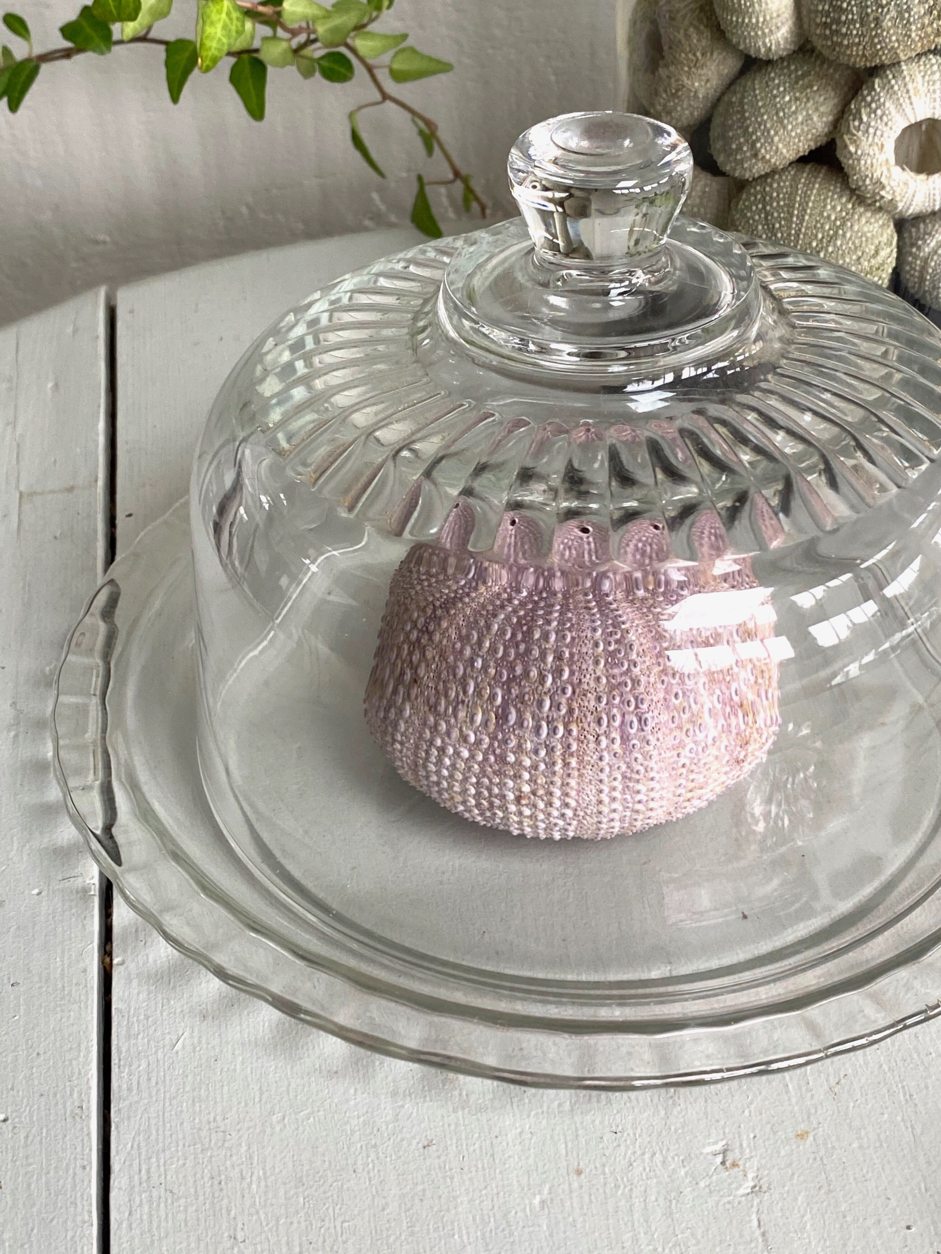Glass bell with plate