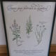 Botanical plate tisane for digestion, 1982 C Michaut