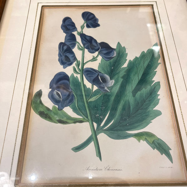 Framed engraving of botany, nineteenth