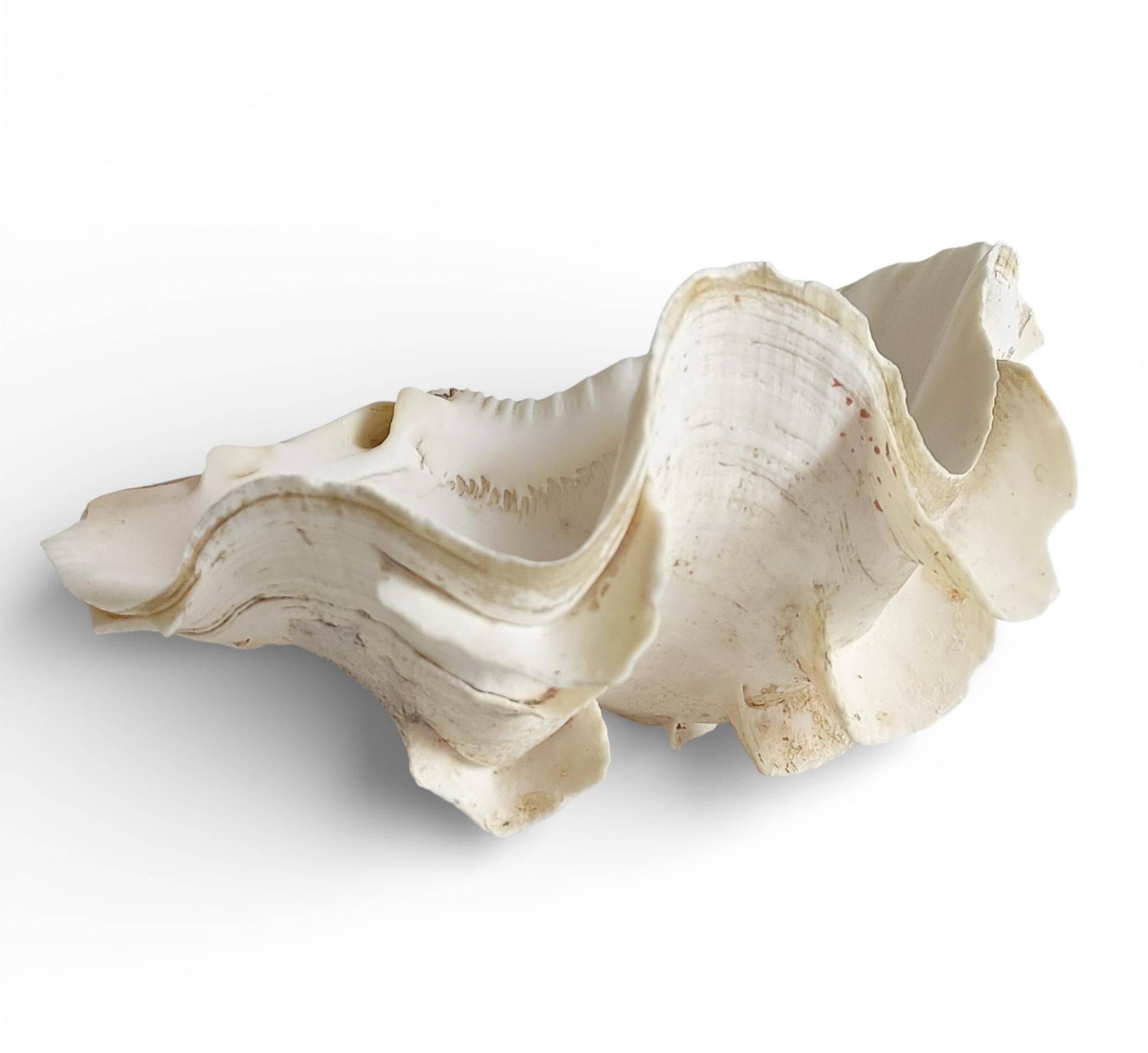 Stunning South Pacific Clam Shell – Sculptural Organic Modern Object