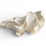 Stunning South Pacific Clam Shell – Sculptural Organic Modern Object
