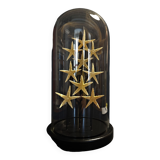 Cabinet of Curiosities globe with starfish asteroidea sp.